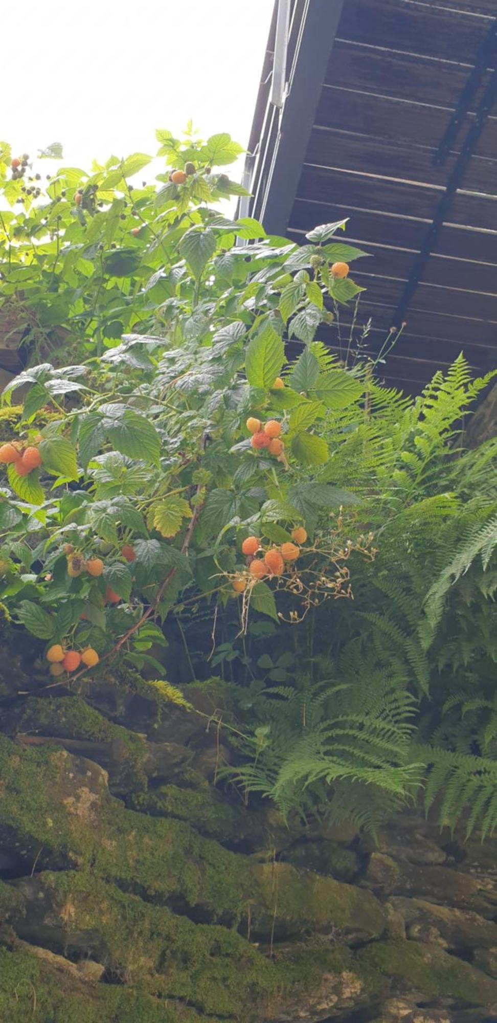 Apartment Du Mini Jardin